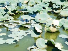 -军山湖云水间生态农业旅游景区