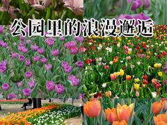 -洛阳郁金香牡丹园