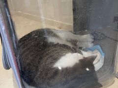 -爱侣·安琦尔宠物医院·中兽医针灸·心内科·狂犬免疫点(宝山区院)