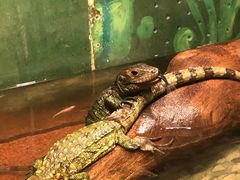 -上海大自然野生昆虫馆