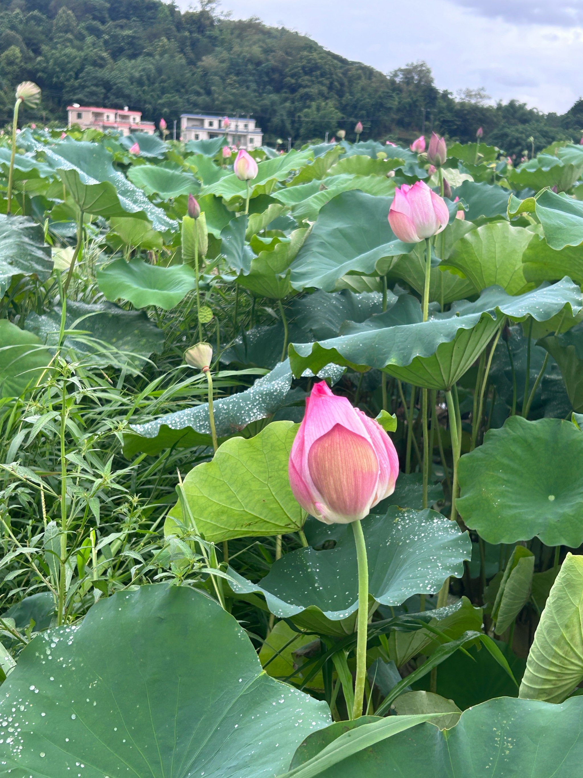 打卡农村荷花池
