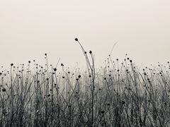 -武陵山森林公园