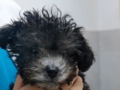 -宠颐生嘉德动物医院