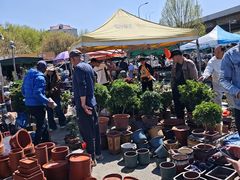 -中环花鸟鱼虫市场