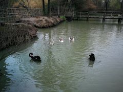 -溱湖国家湿地公园