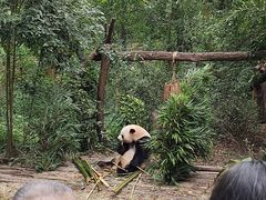 -成都大熊猫繁育研究基地