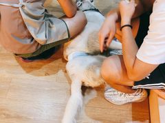 -Husky Go! 哈士奇体验馆·宠物咖啡厅狗咖