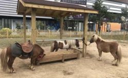 -萌宠亲子动物乐园(槐房万达店)