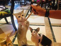 -猫色咖啡·猫咖