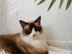 -共舞时光猫咖·狗咖(新街口店)