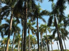 -厦门白鹭洲公园