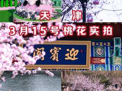 -桃花堤公园