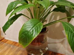 -蘇河湾·新鲁菜·泰山宴老店