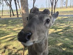 -宿豫区运河湾森林动物园