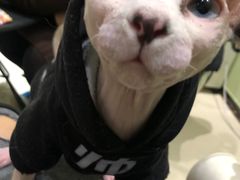 -藏猫猫咖啡主题馆(中央大道店)