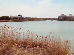 -泗洪洪泽湖湿地景区