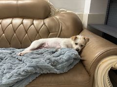 -博特宠物医院24h犬猫全科.骨科·异宠