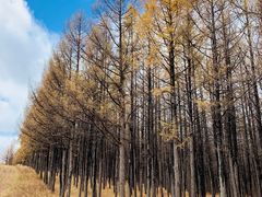 -塞罕坝国家级自然保护区