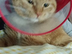 -美联众合宠物医院·爱萌分院·内外科·猫科中心