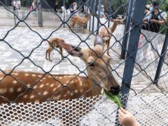 -长白岛森林公园