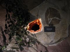 -中国地质博物馆