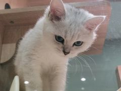 -BABIT巴比特宠物(MOMOPARK店)