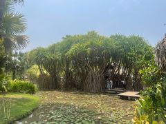 -中国科学院西双版纳热带植物园