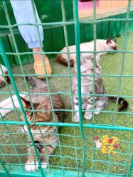 -萌宠亲子动物乐园(槐房万达店)