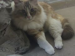 -白兔子密室(长寿路店)