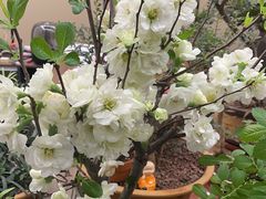 -楠火锅(仁恒梦中心店)