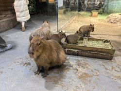 -Zoolung Zoolung动物主题公园(海信广场店)