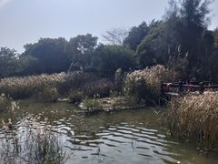 -五缘湾湿地公园