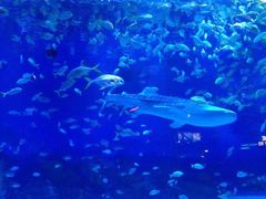 -烟台海昌鲸鲨海洋公园