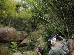 -铁山坪森林公园