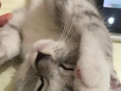 -佳雯宠物医院·皮肤科·内外科(春晓路分院)