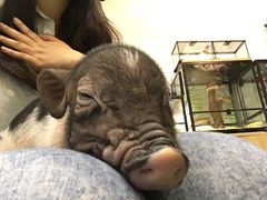 -藦茜花园宠物主题亲子互动体验馆(国顺东路店)
