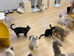 -有喵·猫咖·狗咖·30几只猫10只小狗(岗厦店)
