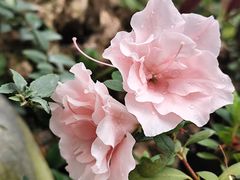 -中国科学院华南植物园