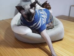 -李小姐の猫咖啡馆(五角场店)
