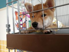 -柴犬高等学院·狗咖·柴犬售卖·宠物训练