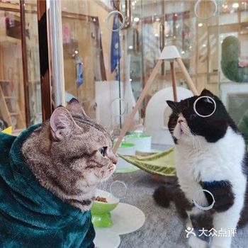 #萌宠新奇特之镇店神兽 点赞！主动要求加班的兼职傲娇店