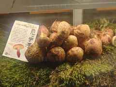 -滇野云南野生菌餐厅(陕西南路店)