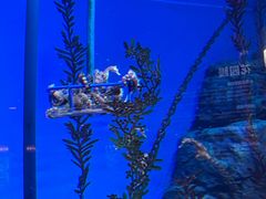 -上海海洋水族馆