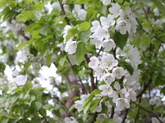 -海棠花溪(元大都城垣遗址公园)
