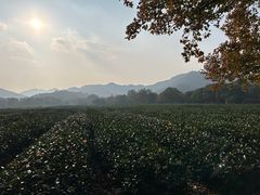 -中国茶叶博物馆(双峰馆区)