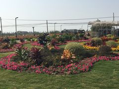 -小陆莲花蟹园农家乐(莲花岛店)