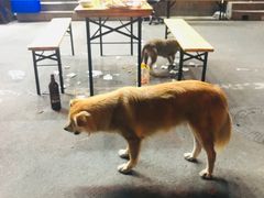 -叶锦州烧烤(宜宾店)