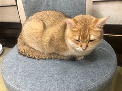 -逗柴咖啡屋·狗咖猫咖宠物桌游