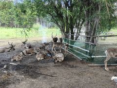 -莫尔道嘎国家森林公园