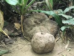-呀诺达热带雨林